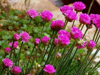 Armeria maritima